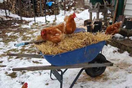 Maya the Wise Chicken Image